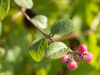 Symphoricarpos × chenaultii Hamnen, Klagshamns udde, Skåne, Sweden 20241012_0035