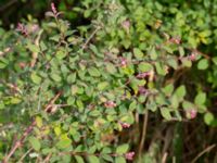 Symphoricarpos x chenaultii Klosterängshöjden, Lund, Skåne, Sweden 20180629_0013