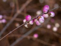 Symphoricarpos x chenaultii Skjutbanan, Bunkeflo strandängar, Malmö, Skåne, Sweden 20190220_0026