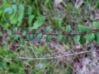 Symphoricarpos x chenaultii, Baragatan, Johanneslust, Malmö, Skåne, Sweden 20190909_0035