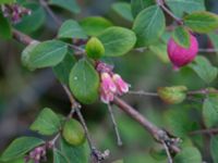 Symphoricarpos x chenaultii, Baragatan, Johanneslust, Malmö, Skåne, Sweden 20190909_0036