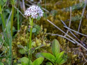 Valeriana dioica - Marsh Valerian - Småvänderot