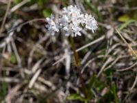 Valeriana dioica Gunnarstorp, Mörbylångar, Öland, Sweden 20150606_0059