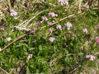 Valeriana dioica Lyngsjö äng, Kristianstad, Skåne, Sweden 20160508_0007