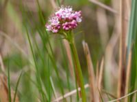 Valeriana dioica Toarpsdammen, Malmö, Skåne, Sweden 20200510_0120