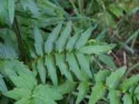 Valeriana officinalis Husie mosse, Malmö, Skåne, Sweden 20150719_0048