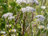 Valeriana officinalis Vanningen, Vellinge, Skåne, Sweden 20240613_0039