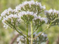 Valeriana officinalis Vanningen, Vellinge, Skåne, Sweden 20240613_0041