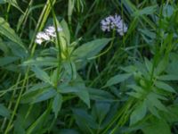 Valeriana sambucifolia Fuktängen, Klagshamns udde, Malmö, Skåne, Sweden 20150630_0060