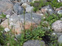 Valeriana sambucifolia ssp. salina Stenudden, Kungsbacka, Halland, Sweden 20160604_0044