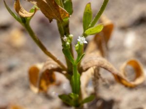 Valerianella dentata - Narrowfruit Cornsalad - Sommarklynne