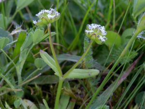 Valerianella locusta - Common Cornsalad - Vårklynne