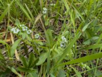 Valerianella locusta Banvallen NO Ribersborgsdammen, Ribersborg, Malmö, Skåne, Sweden 20220501_IMG_7113