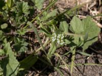 Valerianella locusta Banvallen, Ribersborg, Malmö, Skåne, Sweden 20200421_0134