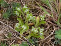 Valerianella locusta Fredshög, Vellinge, Skåne, Sweden 20190503_0018