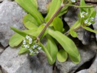 Valerianella locusta Jörgen Kocksgatan, Malmö, Skåne, Sweden 20240420_0017