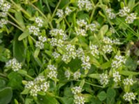 Valerianella locusta Malmödammen, Tygelsjö ängar, Malmö, Skåne, Sweden 20180512_0040