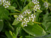 Valerianella locusta Malmödammen, Tygelsjö ängar, Malmö, Skåne, Sweden 20180512_0041