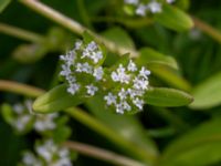 Valerianella locusta Malmödammen, Tygelsjö ängar, Malmö, Skåne, Sweden 20180512_0042