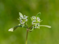 Valerianella locusta Terekudden, Bunkeflo strandängar, Malmö, Skåne, Sweden 20230512_0055