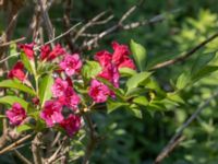 Weigela florida Ulricedal, Malmö, Skåne, Sweden 20240602_0021