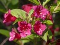 Weigela florida Ulricedal, Malmö, Skåne, Sweden 20240602_0022