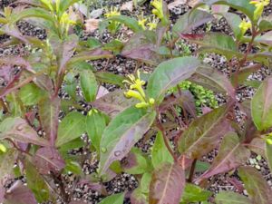 Diervilla lonicera - Northern Bush Honeysuckle - Getris