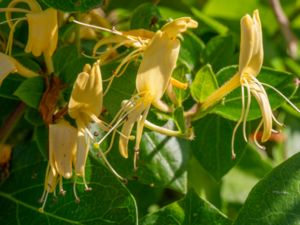 Lonicera japonica - Japanese Honeysuckle - Slingertry