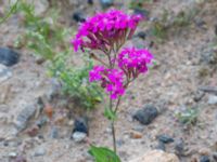 Atocion armeria Utfyllnadsområde 1,1 km N Östra Broby kyrka, Broby, Östra Göinge, Skåne, Sweden 20180727_0122