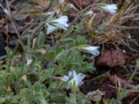 Cerastium alpinum ssp. lanatum Abisko turiststation, Kiruna, Torne lappmark, Lappland, Sweden 20150707_0879