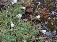 Cerastium alpinum ssp. lanatum Abisko turiststation, Kiruna, Torne lappmark, Lappland, Sweden 20150707_0880