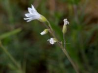 Cerastium arvense Borrebacke, Malmö, Skåne, Sweden 20150530_0017