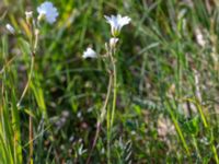 Cerastium arvense Borrebacke, Malmö, Skåne, Sweden 20190511_0012