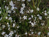 Cerastium arvense Borrebacke, Malmö, Skåne, Sweden 20190511_0014