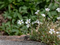 Cerastium arvense Hörja kyrka, Hässleholm, Skåne, Sweden 20190504_0184