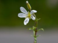 Cerastium arvense Limhamns kalkbrott, Malmö, Skåne, Sweden 20150623_0031