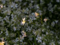 Cerastium arvense Södra infarten, Färjestaden, Mörbylånga, Öland, Sweden 20170526_0220