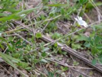 Cerastium arvense x tomentosum Husie mosse, Malmö, Skåne, Sweden 20160503_0013