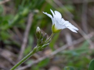 Cerastium arvense x tomentosum - Fältarv x silverarv