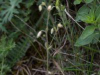 Cerastium brachypetalum Hilleshögs dalar, Landskrona, Skåne, Sweden 20170602_0025