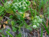 Cerastium fontanum Biskoptorps naturreservat, Kvibille, Halmstad, Halland, Sweden 20220612_0031