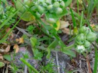 Cerastium fontanum Biskoptorps naturreservat, Kvibille, Halmstad, Halland, Sweden 20220612_0032