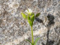 Cerastium fontanum Sydöstra p-pl, Potatisåkern, Malmö, Skåne, Sweden 20240525_0072