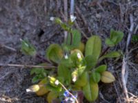 Cerastium fontanum ssp. vulgare Hammars backar, Ystad, Skåne, Sweden 20190417_0017