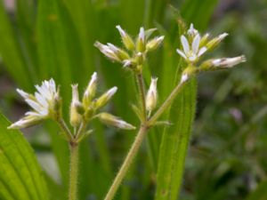 Cerastium glomeratum - Sticky Mouse-ear - Knipparv