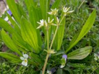 Cerastium glomeratum Kurland, Trelleborg, Skåne, Sweden 20160518_0114