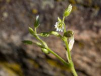 Cerastium glutinosum Gamla staden, Falkenberg, Halland, Sweden 20160605_0077