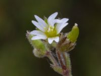 Cerastium pumilum Lilljonskärr, Jordhamn, Borgholm, Öland, Sweden 20190525_0124