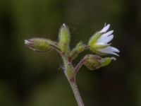 Cerastium pumilum Lilljonskärr, Jordhamn, Borgholm, Öland, Sweden 20190525_0125