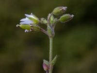 Cerastium pumilum Lilljonskärr, Jordhamn, Borgholm, Öland, Sweden 20190525_0126